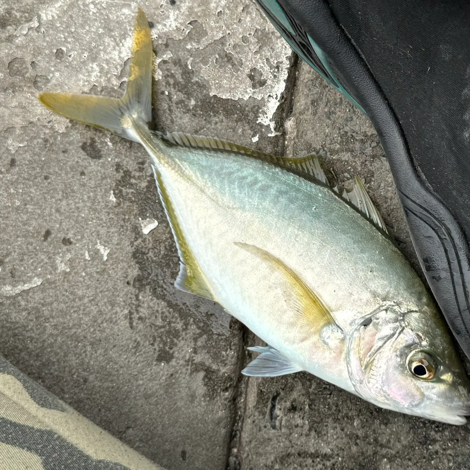 The most popular recent Yellowspotted trevally catch on Fishbrain