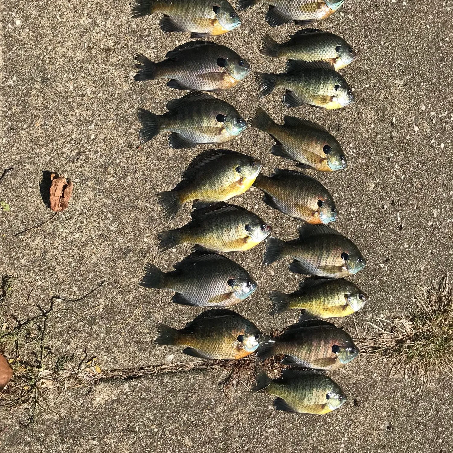 recently logged catches