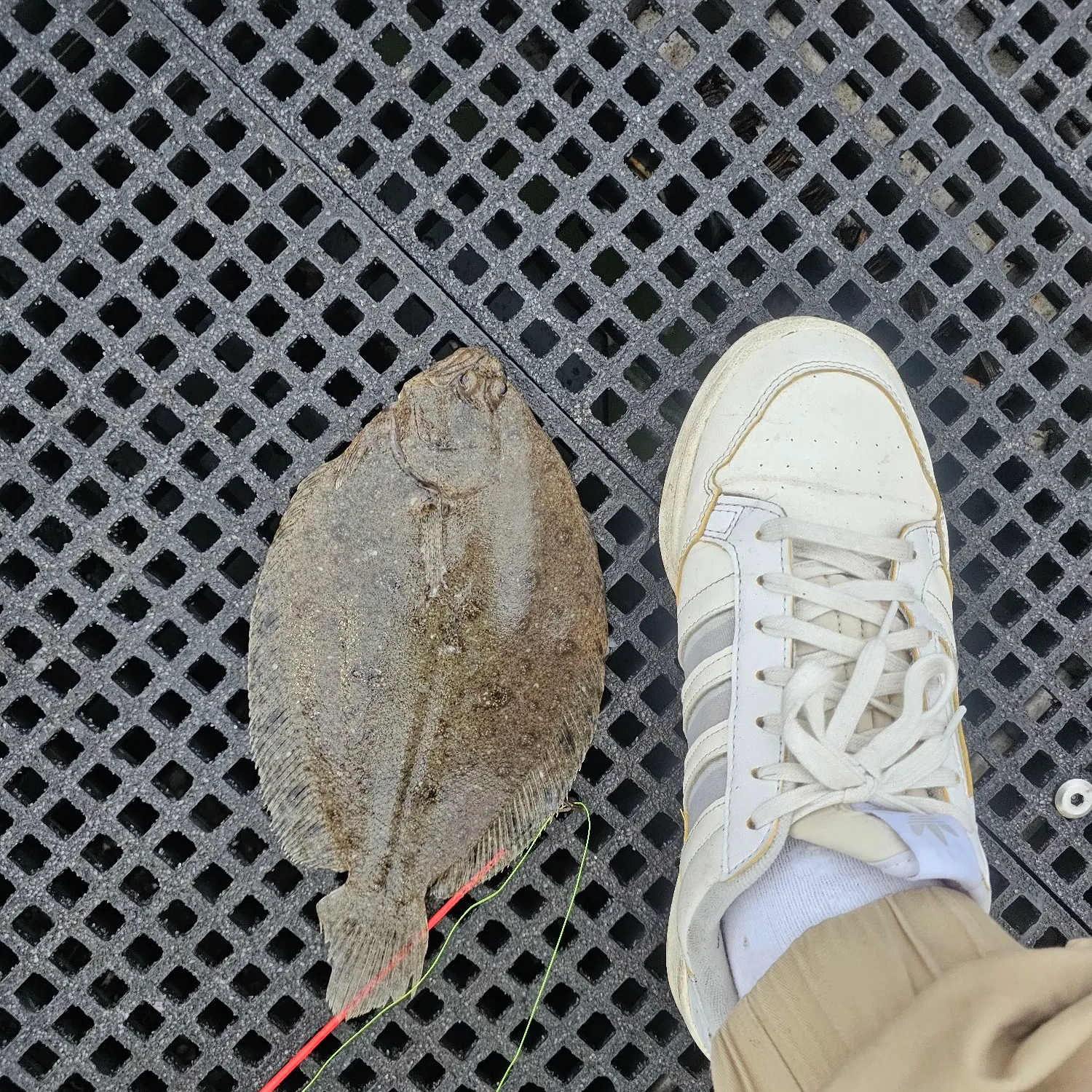 The most popular recent Black flounder catch on Fishbrain