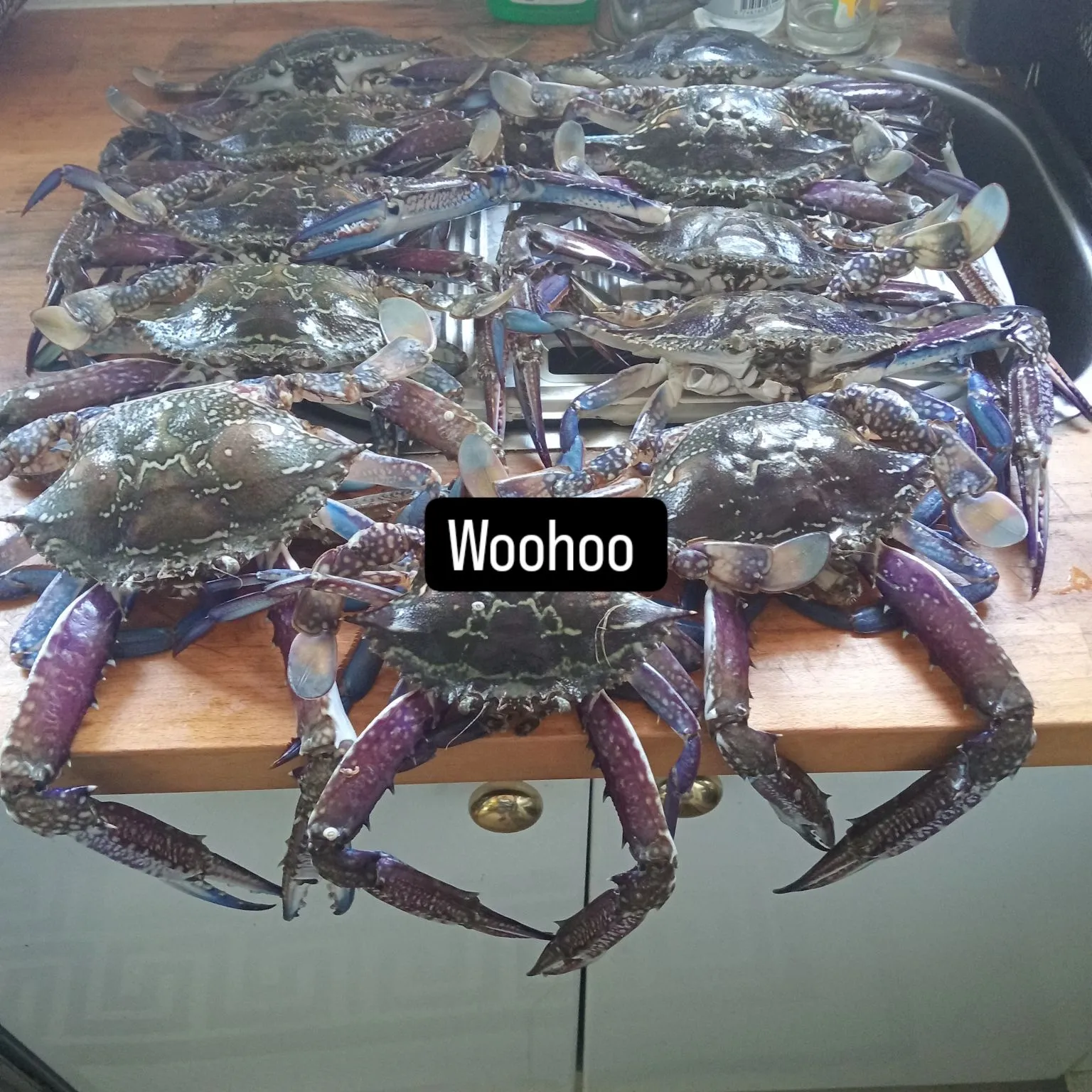 The most popular recent Blue swimmer crab catch on Fishbrain