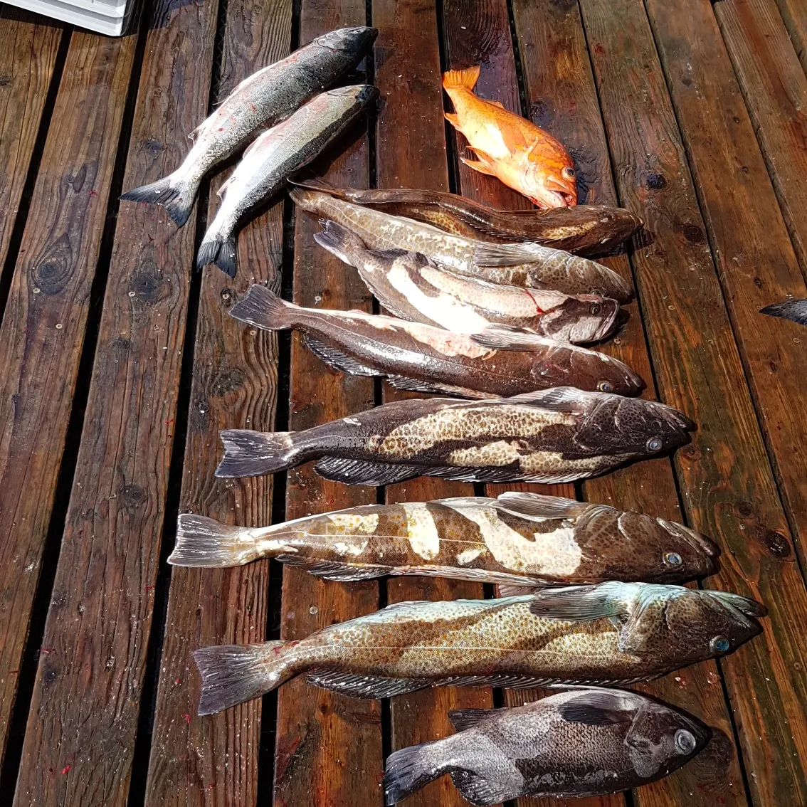 recently logged catches