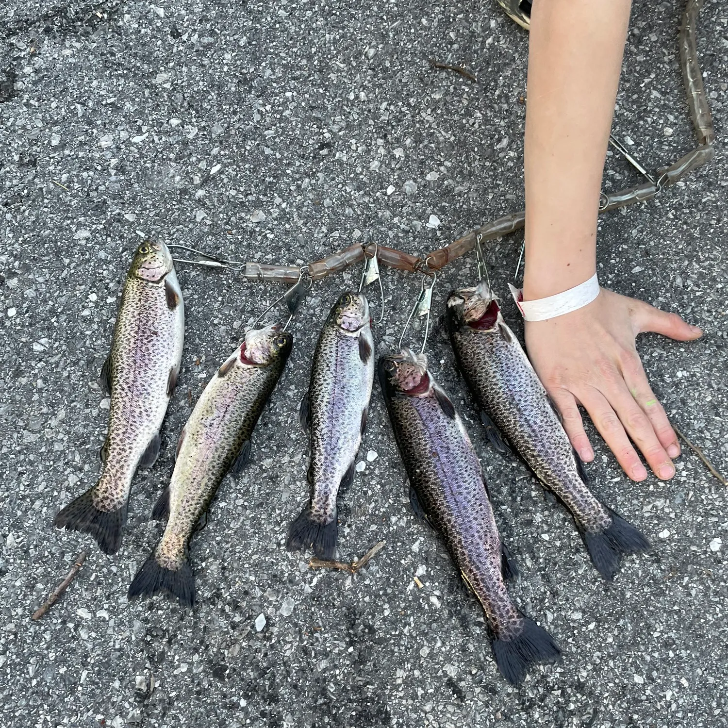 recently logged catches