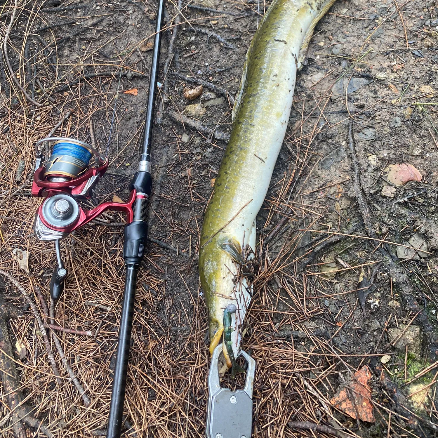 The most popular recent Giant mottled eel catch on Fishbrain