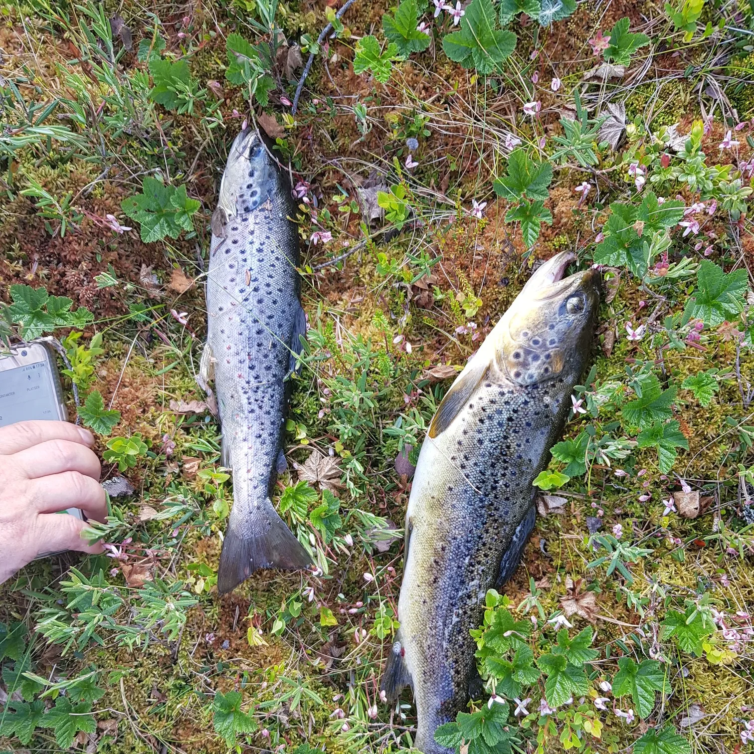 recently logged catches