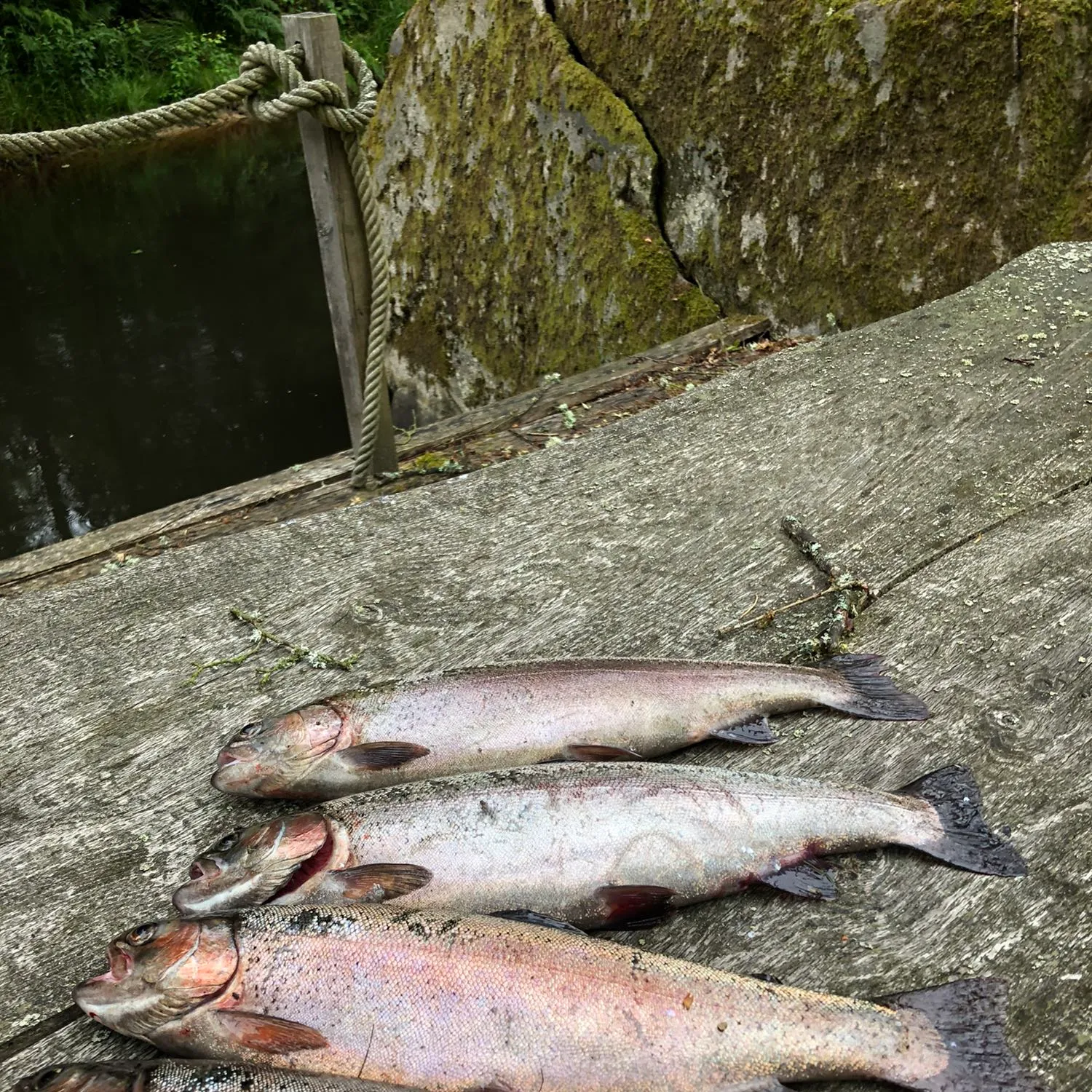 recently logged catches