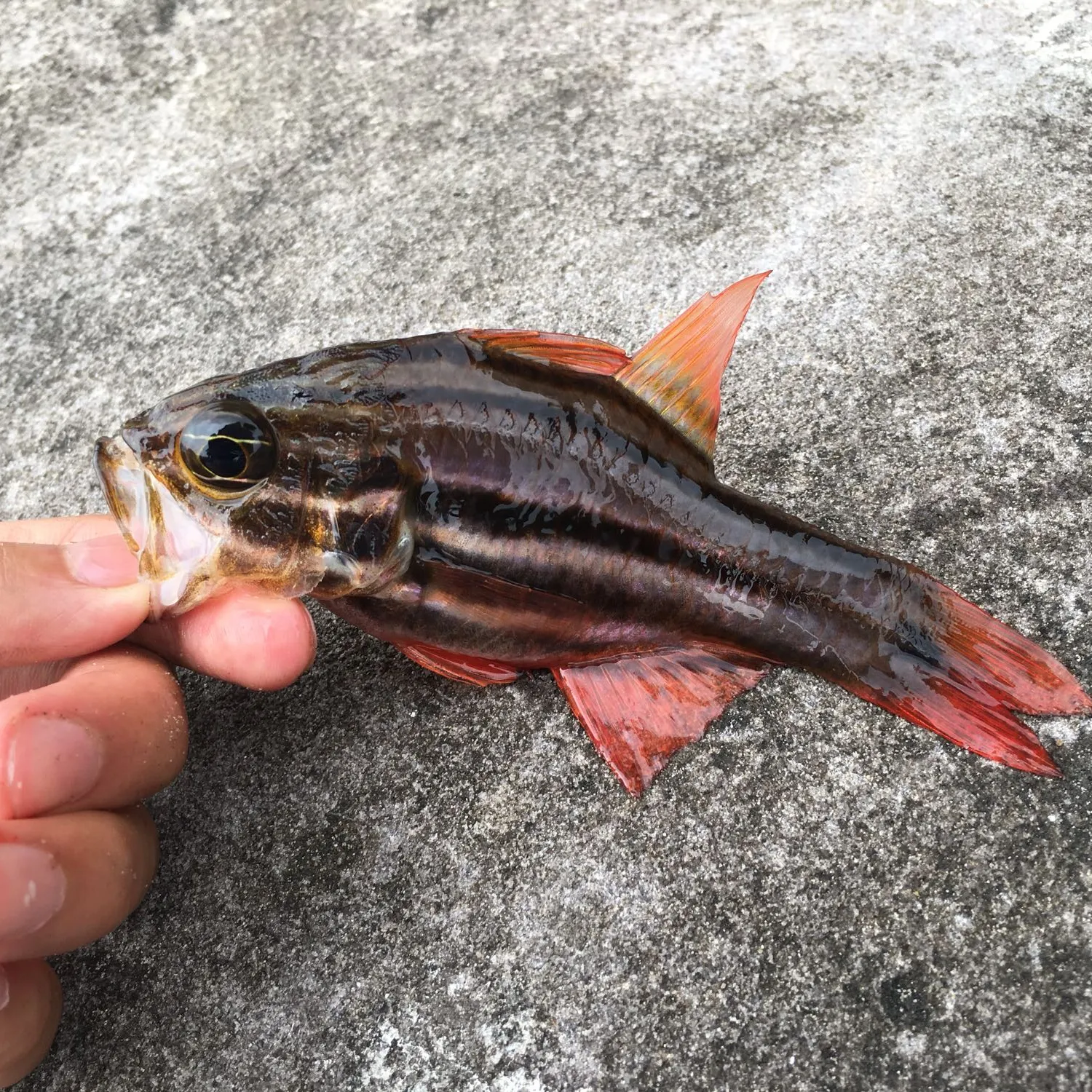 The most popular recent Sydney cardinalfish catch on Fishbrain