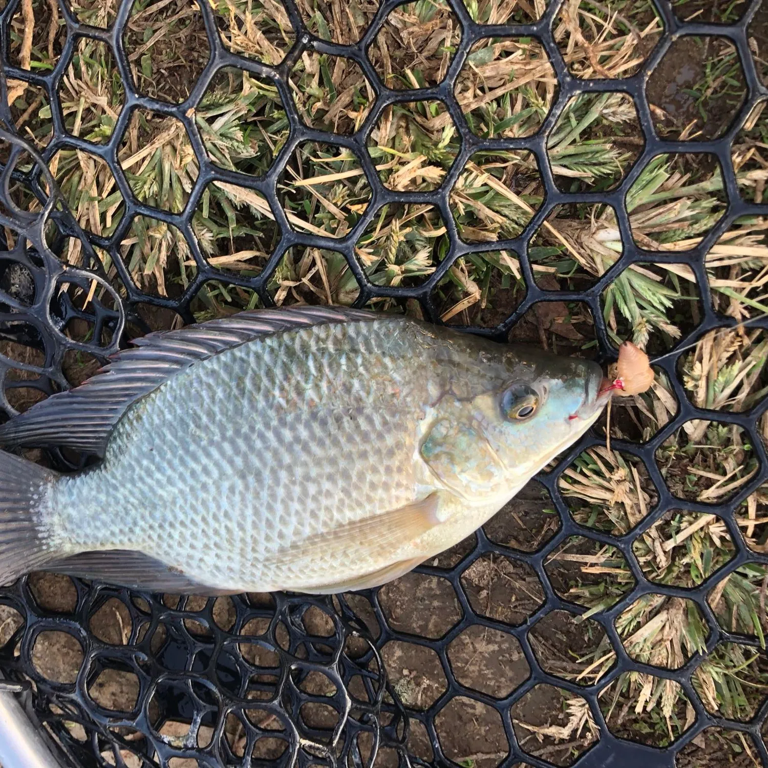 The most popular recent Blue tilapia catch on Fishbrain