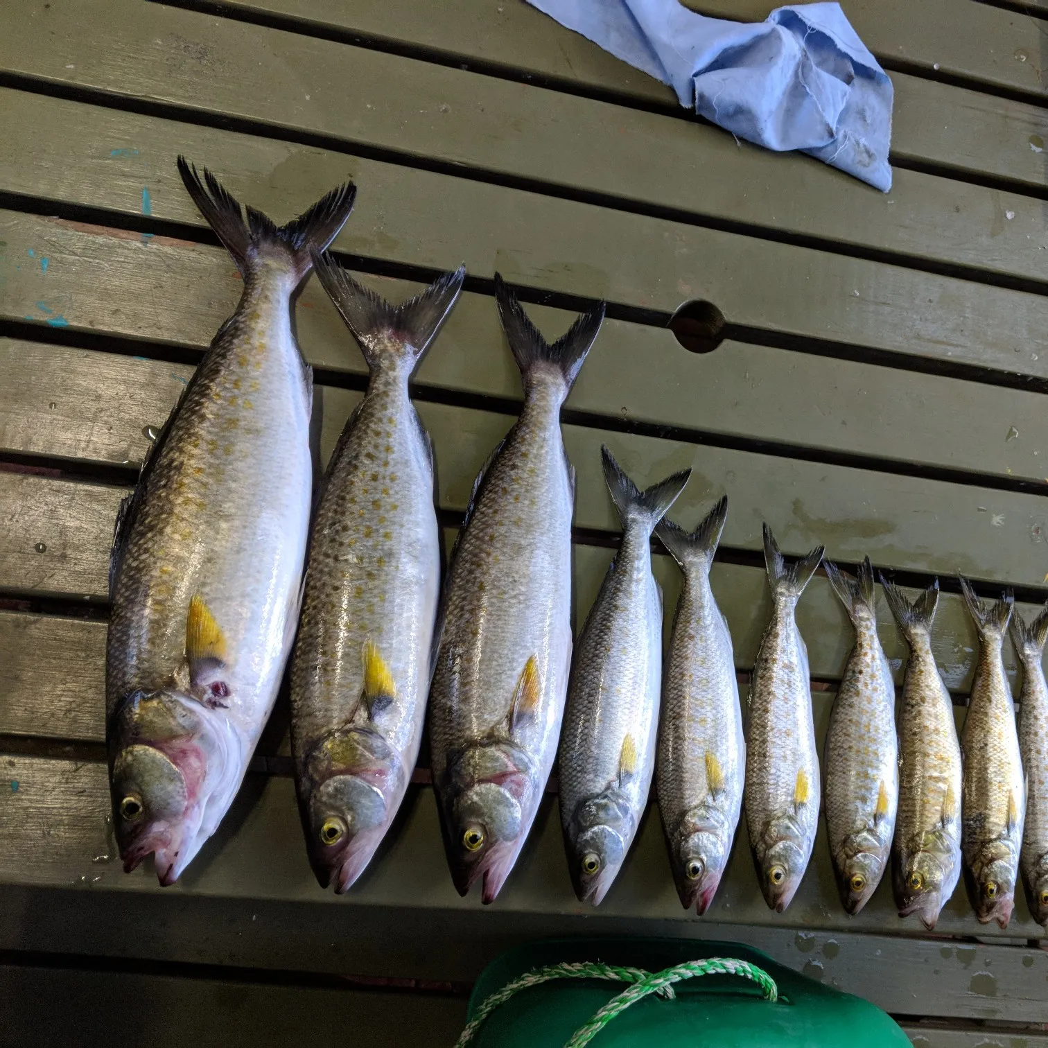 recently logged catches