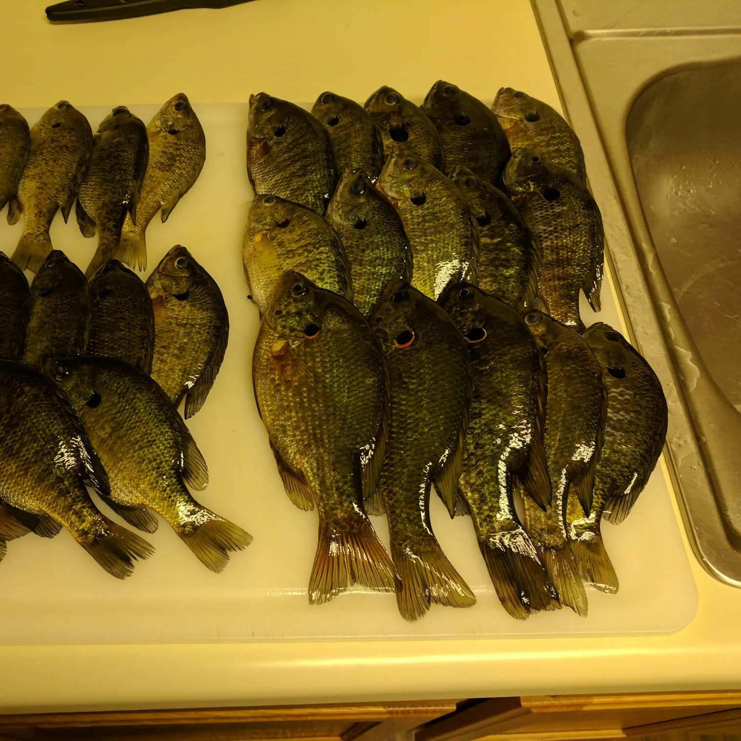 recently logged catches