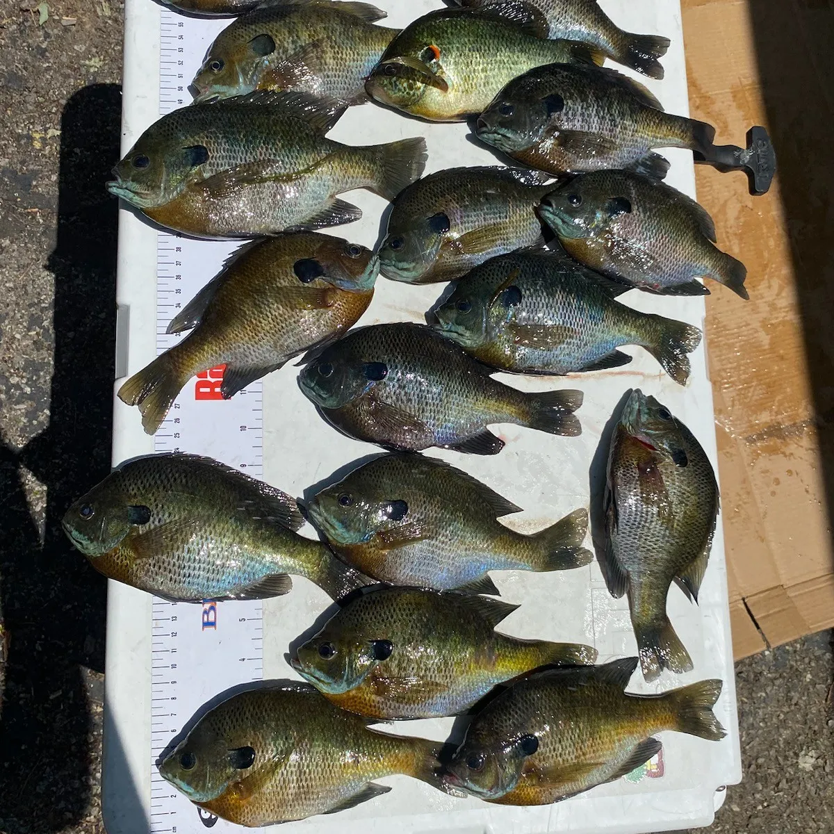 recently logged catches