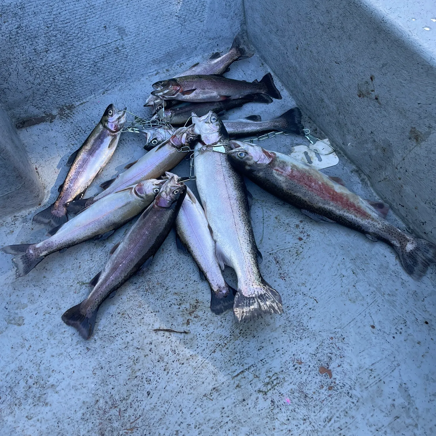 recently logged catches