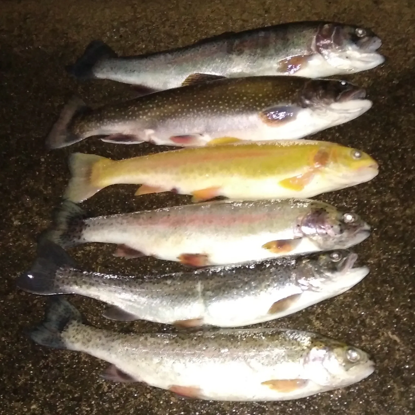 recently logged catches