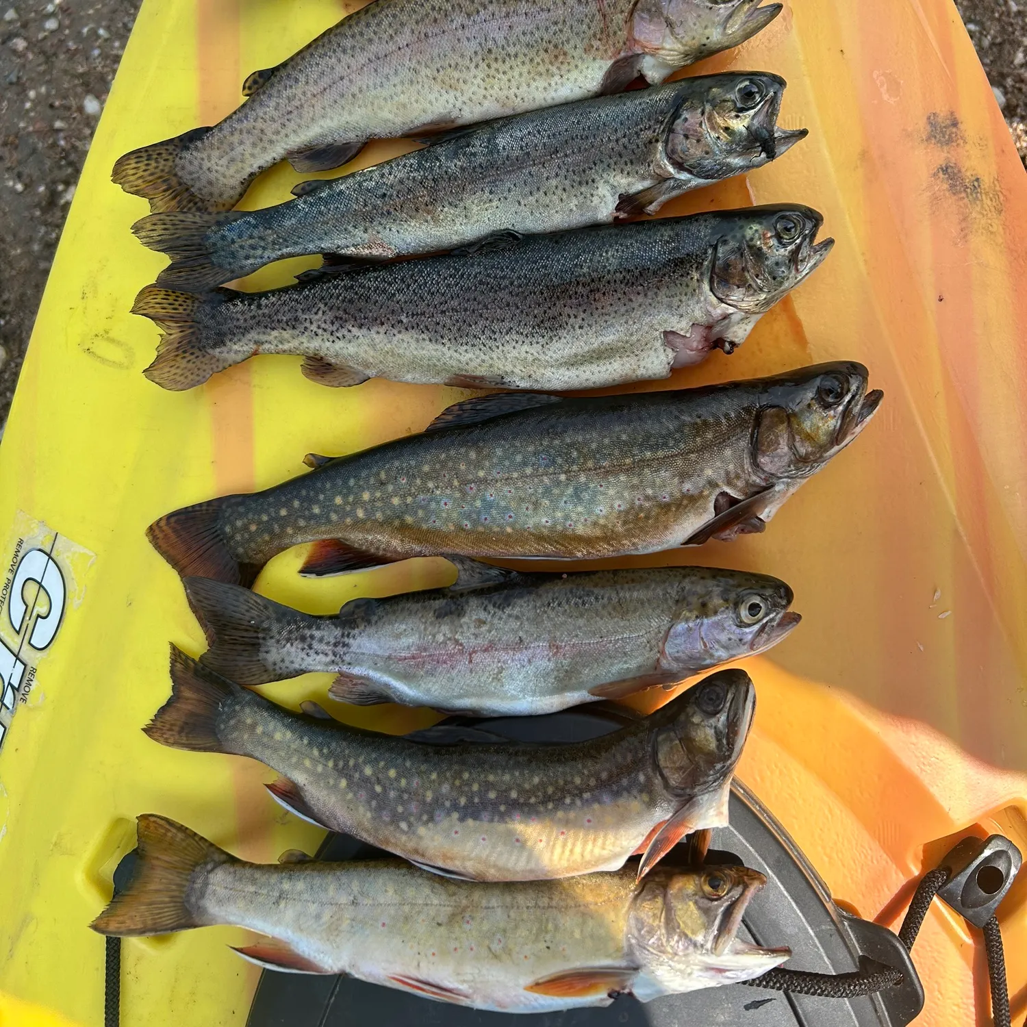 recently logged catches