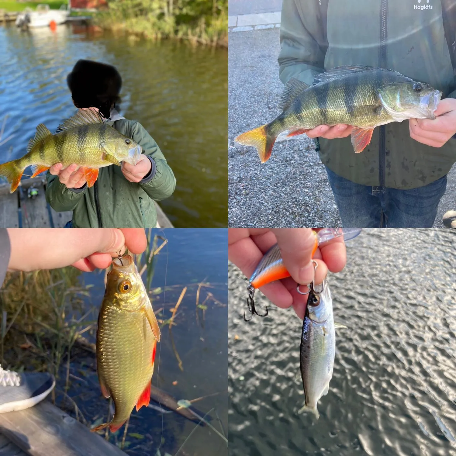 recently logged catches