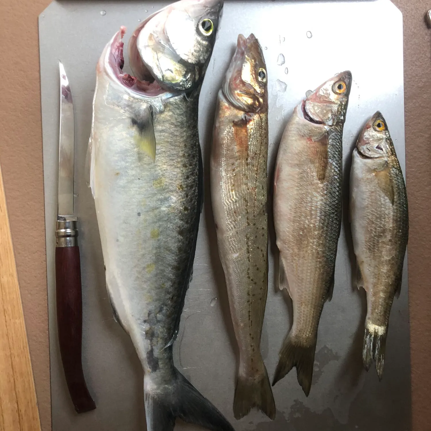 recently logged catches