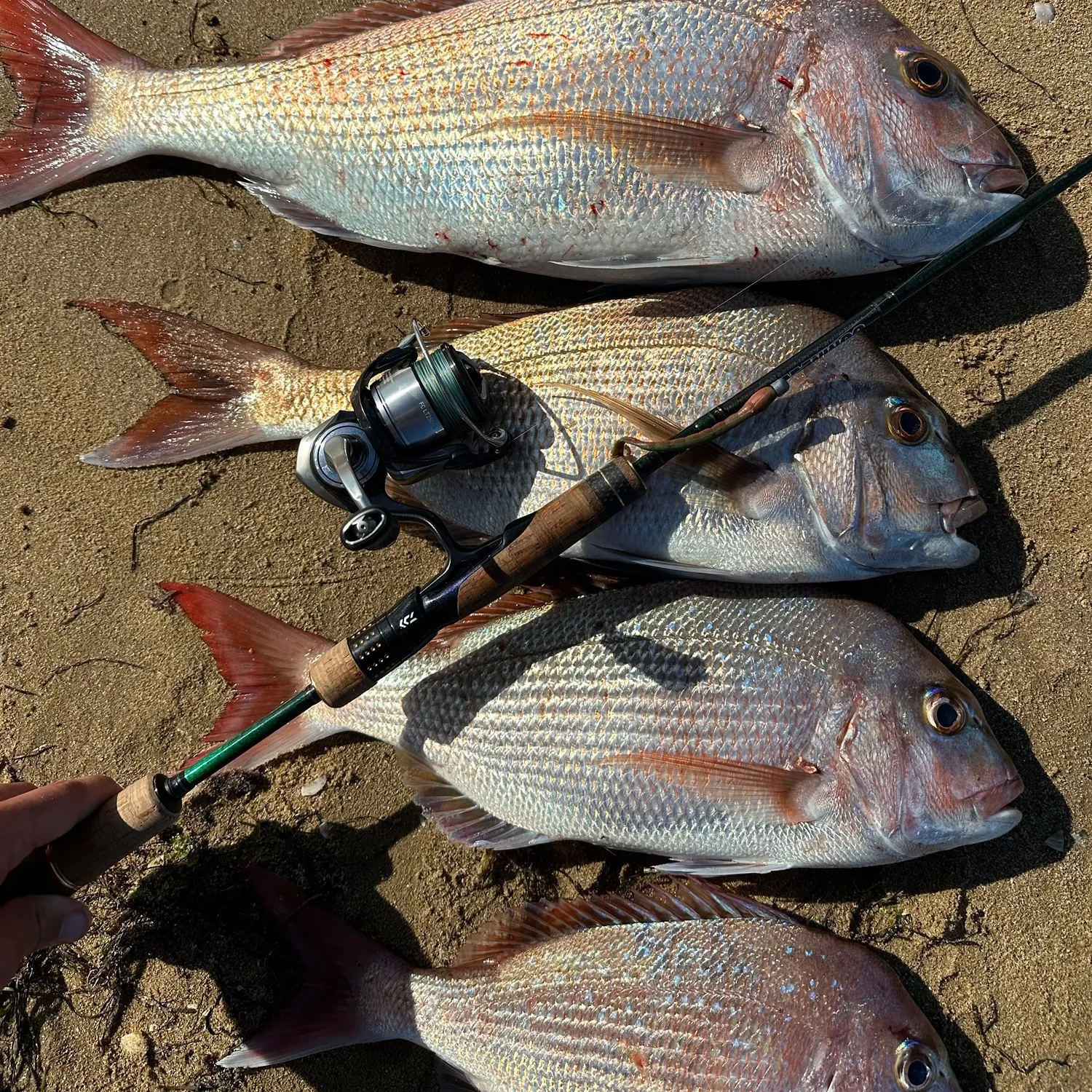 The most popular recent Australasian snapper catch on Fishbrain