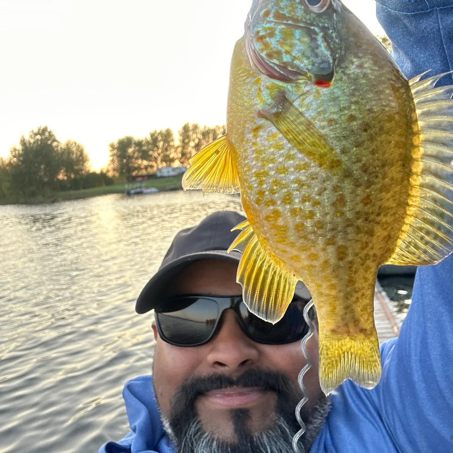 The most popular recent Pumpkinseed x Green sunfish catch on Fishbrain