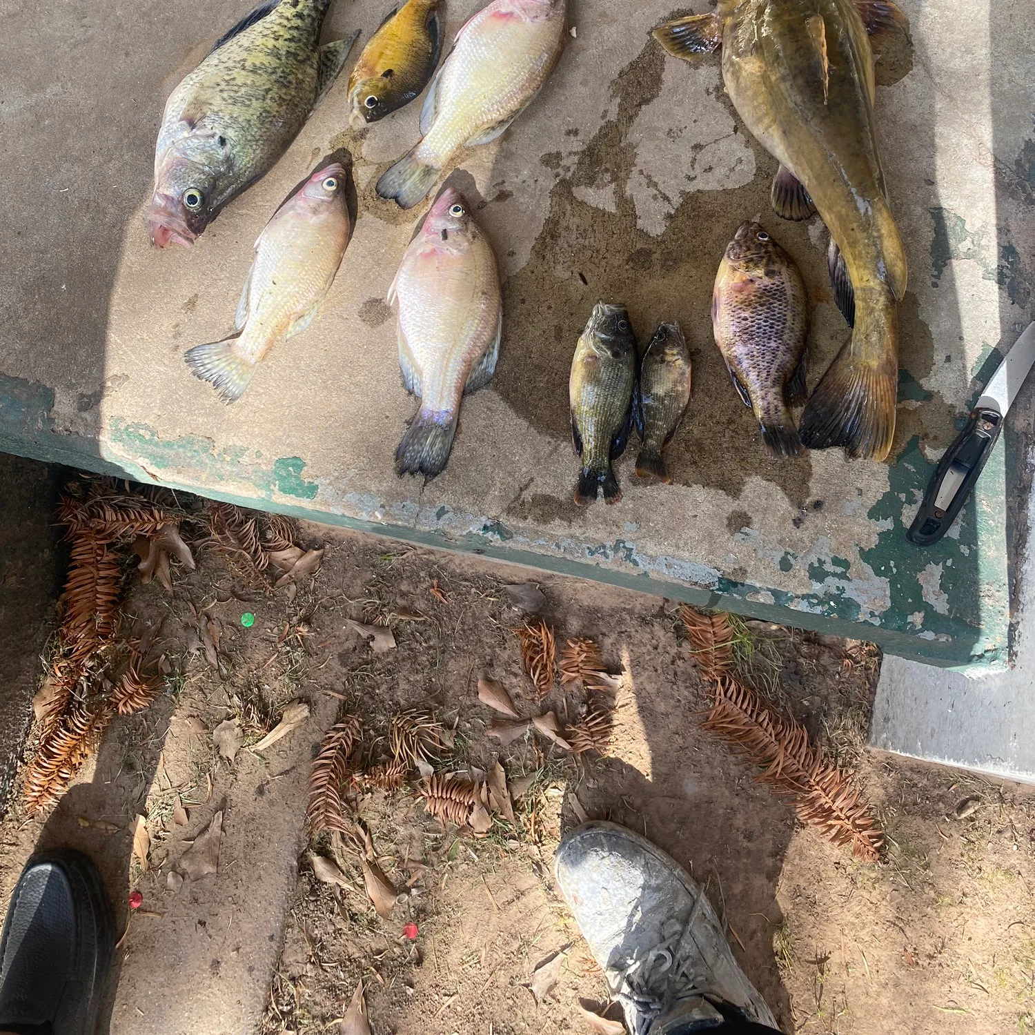 recently logged catches