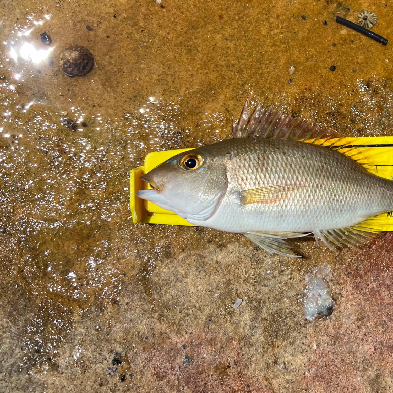 The most popular recent Grass emperor catch on Fishbrain