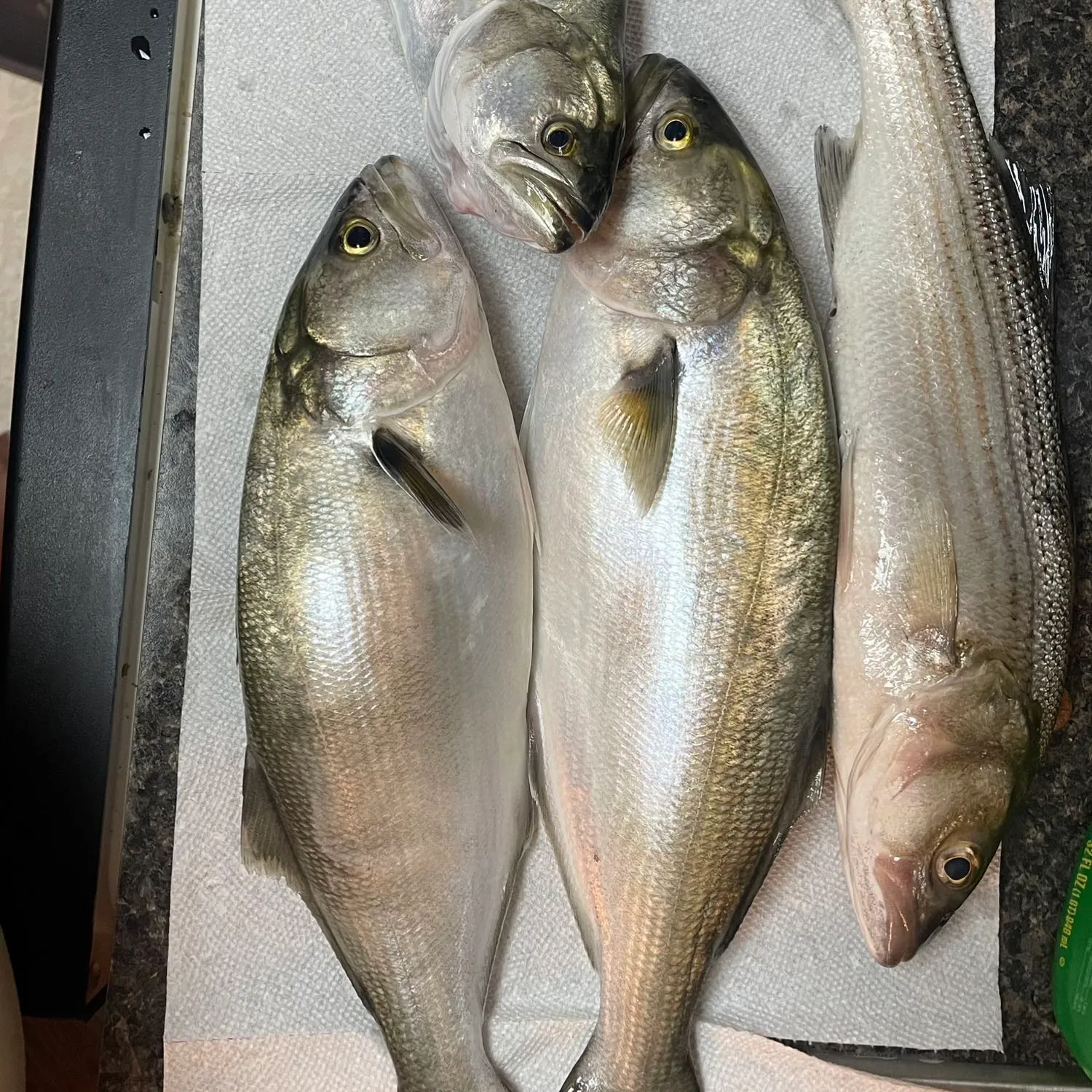 recently logged catches