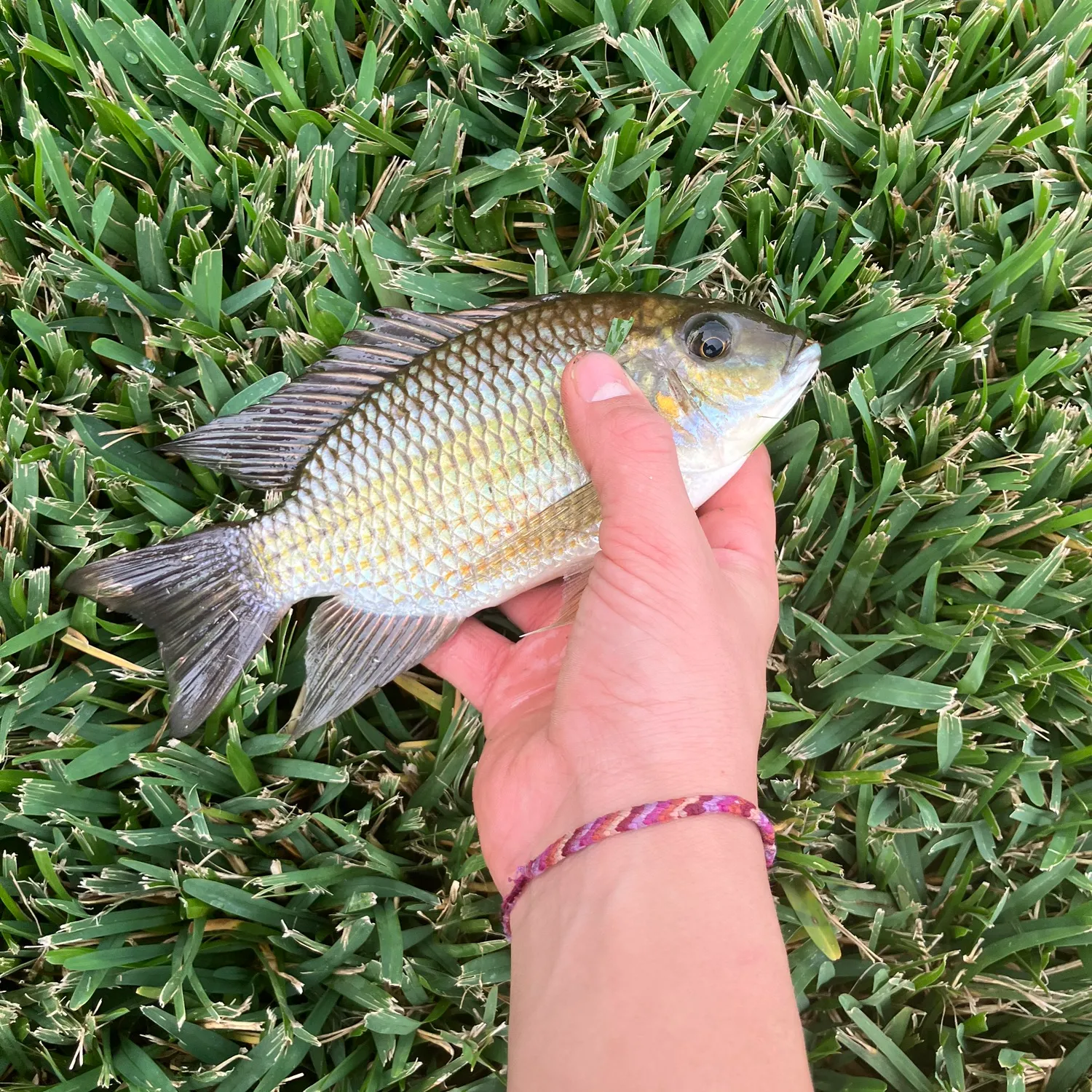 The most popular recent Blackchin Tilapia catch on Fishbrain