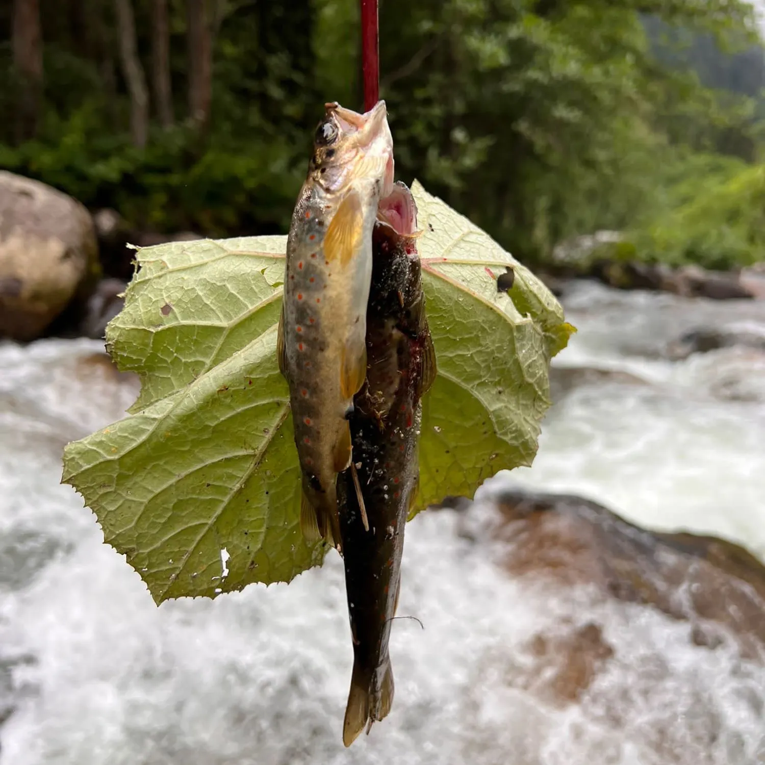 recently logged catches