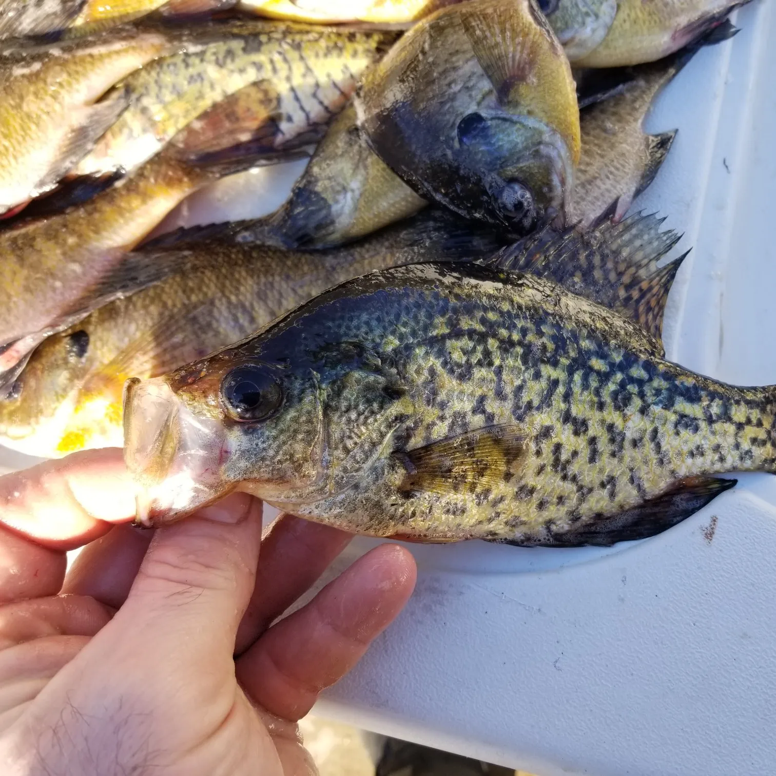 recently logged catches