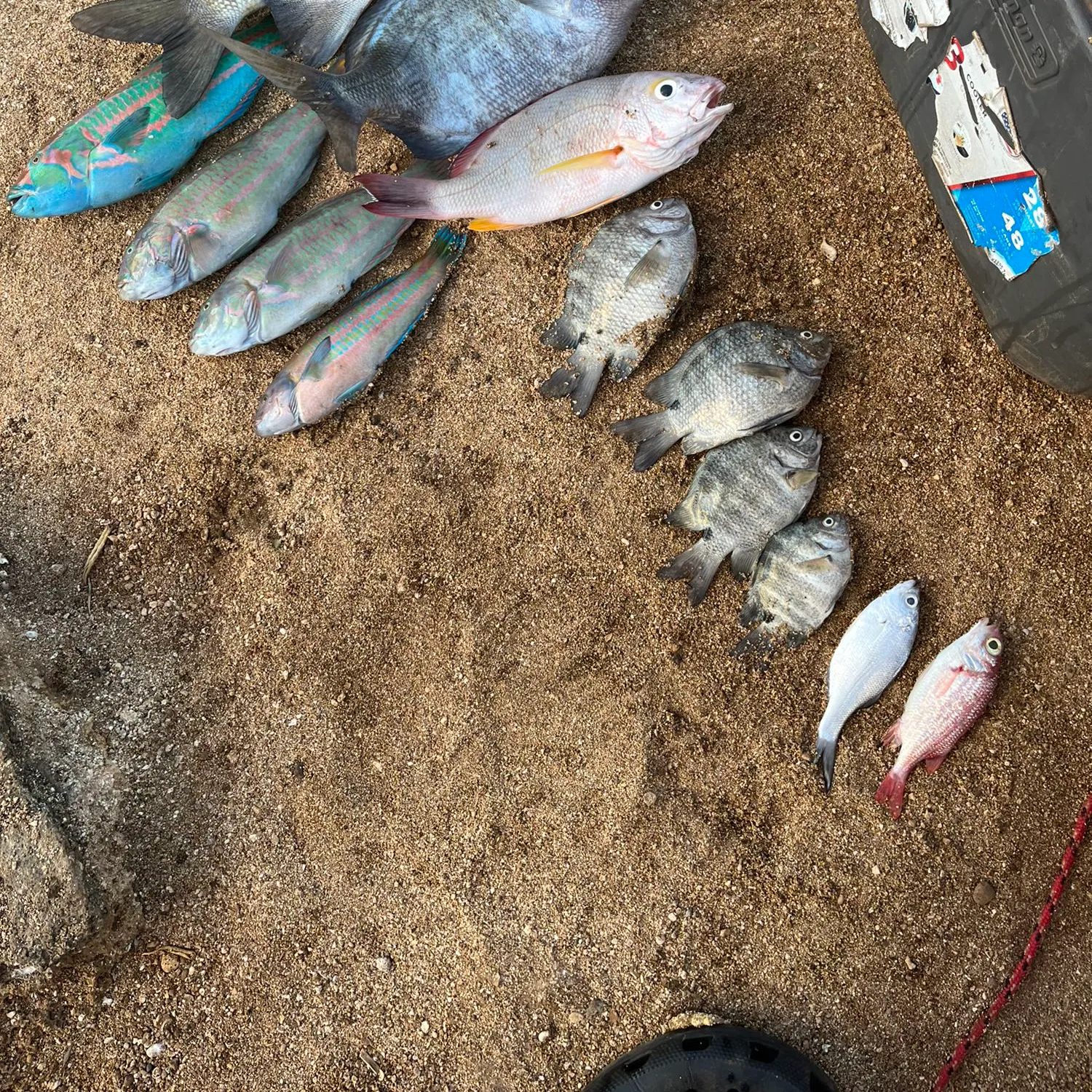 recently logged catches