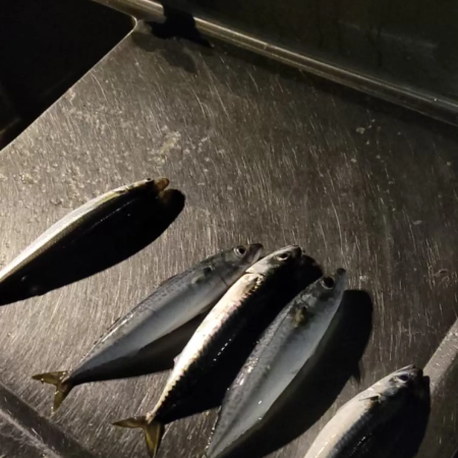 The most popular recent Pacific chub mackerel catch on Fishbrain