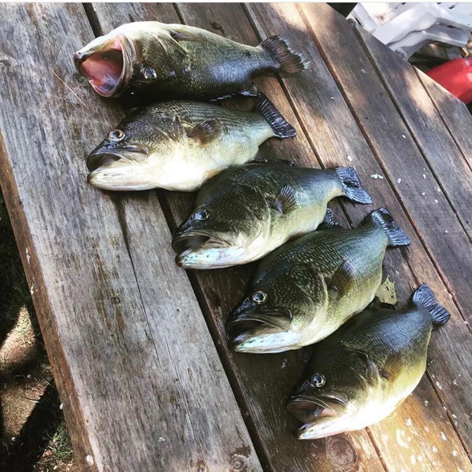 recently logged catches