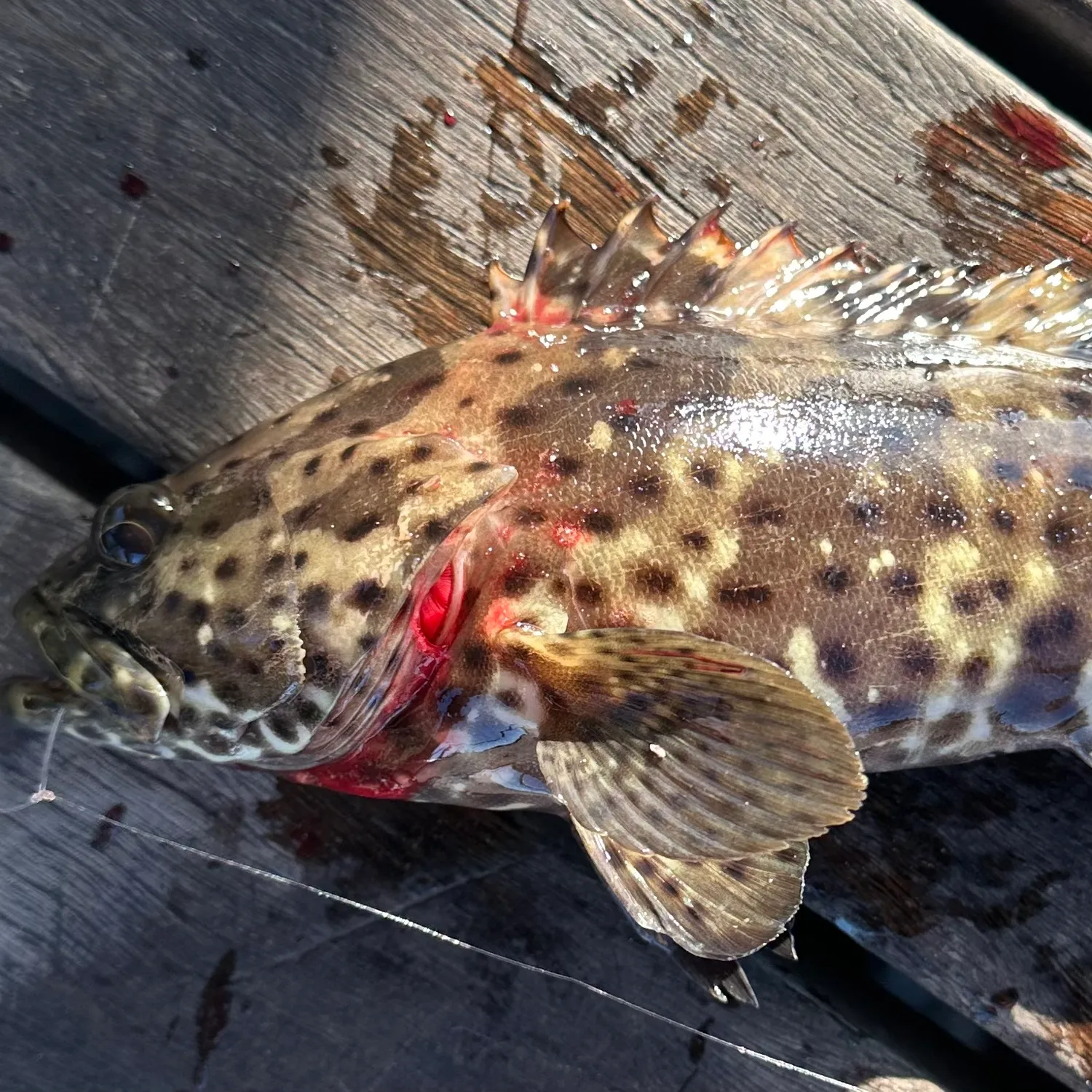 The most popular recent Malabar grouper catch on Fishbrain