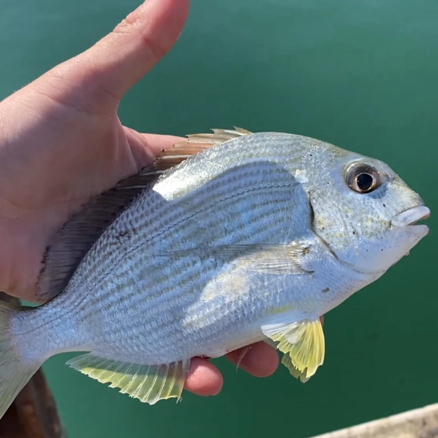 The most popular recent Striped whiptail catch on Fishbrain