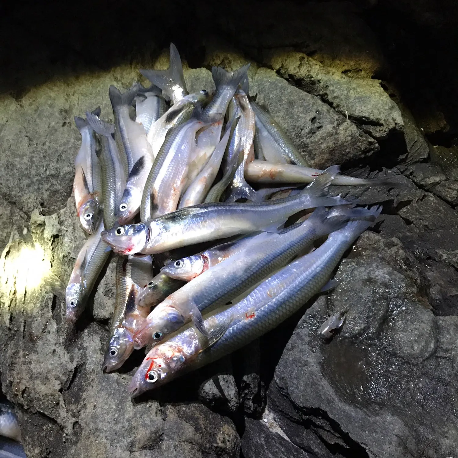 recently logged catches