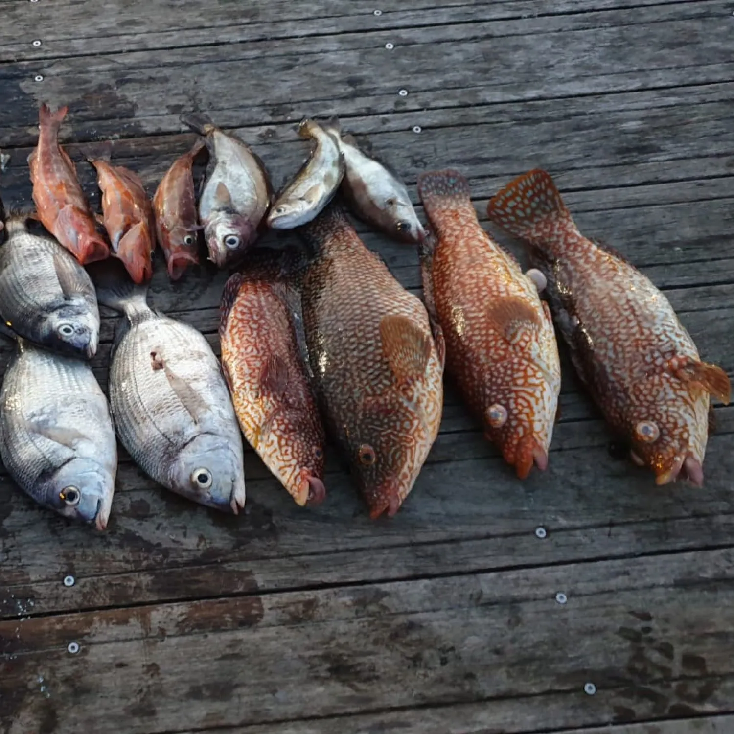 recently logged catches