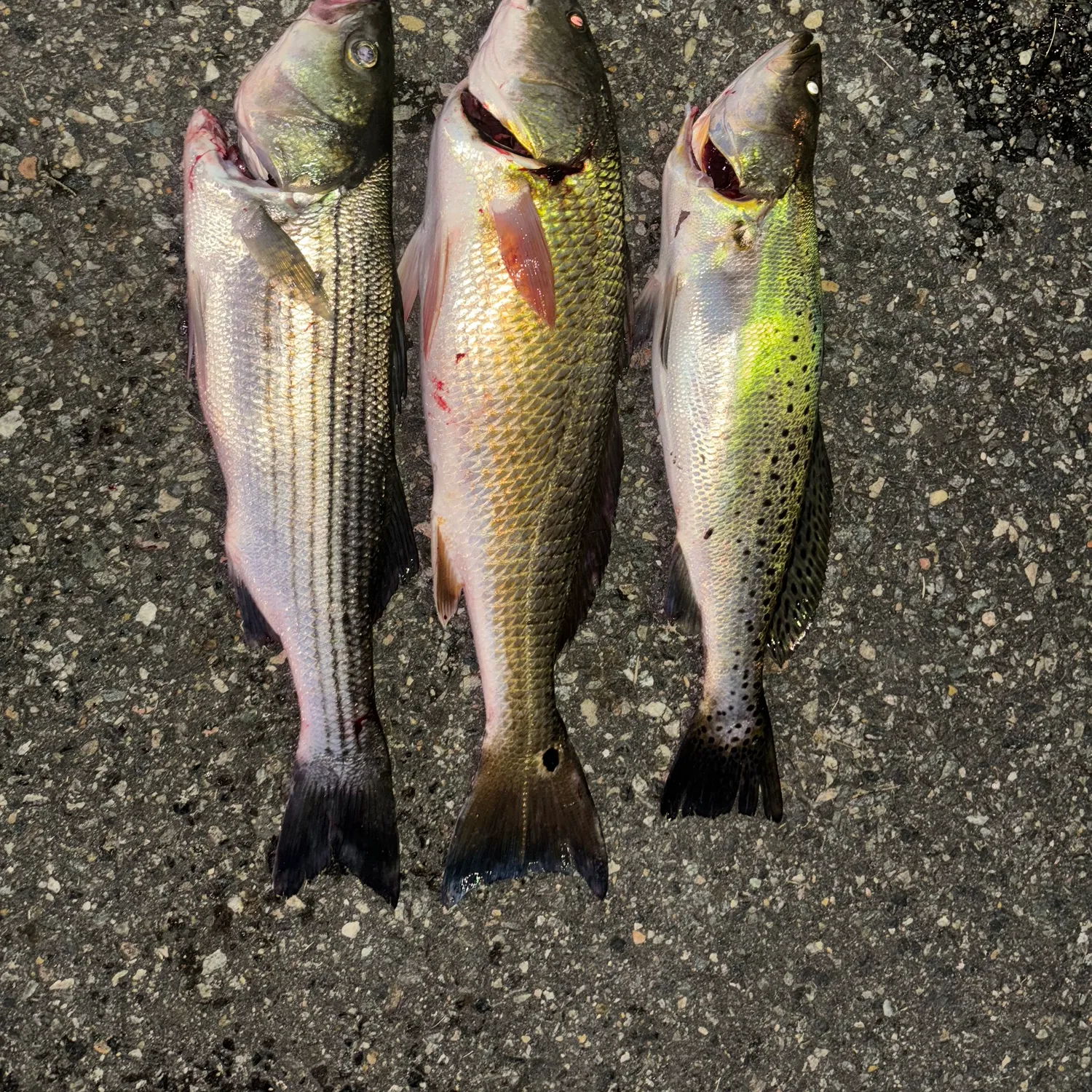 recently logged catches