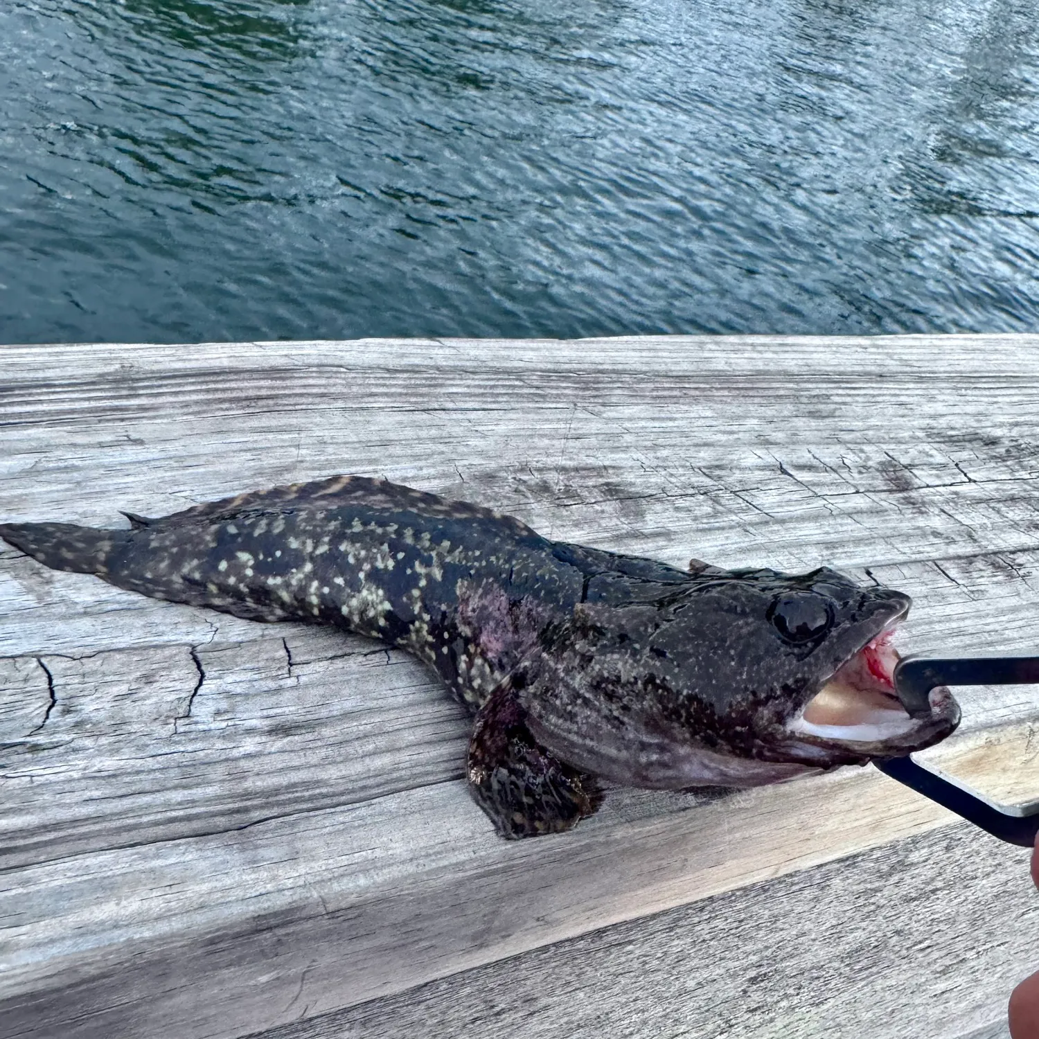 The most popular recent Gulf toadfish catch on Fishbrain