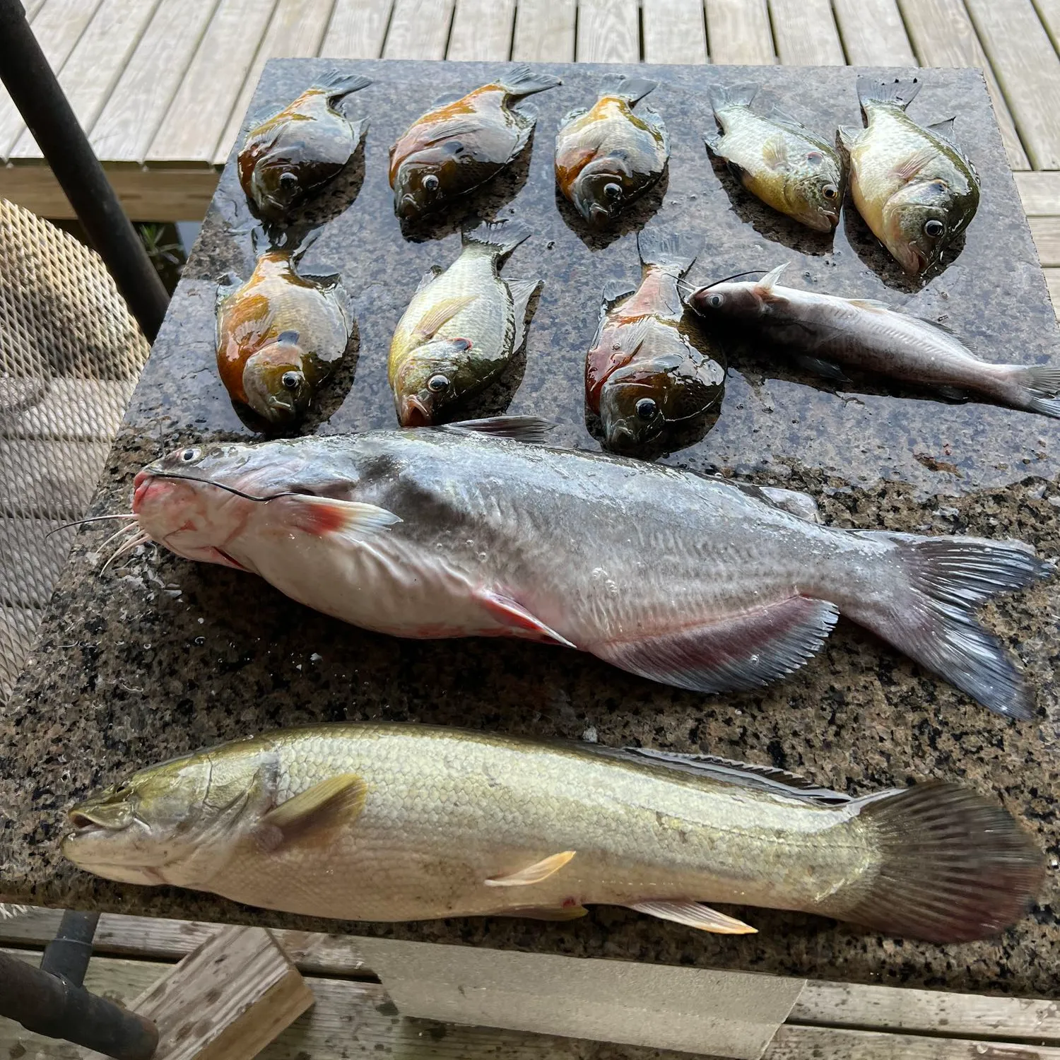 recently logged catches