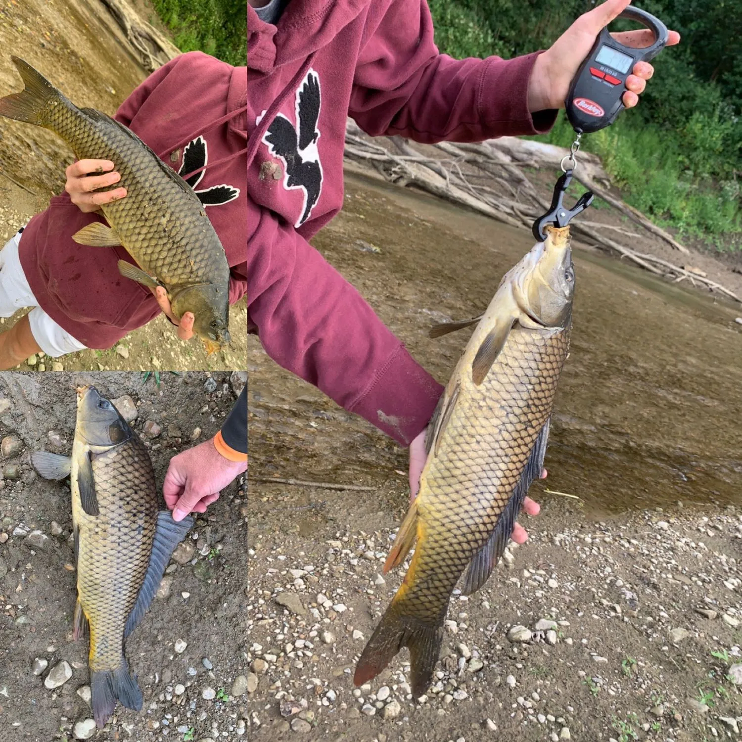 recently logged catches