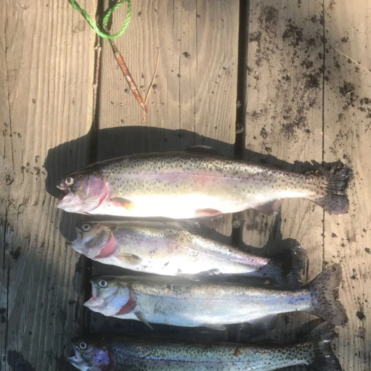 recently logged catches