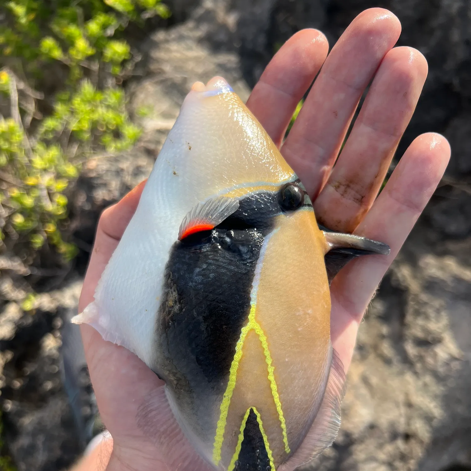 The most popular recent Wedge-tail triggerfish catch on Fishbrain