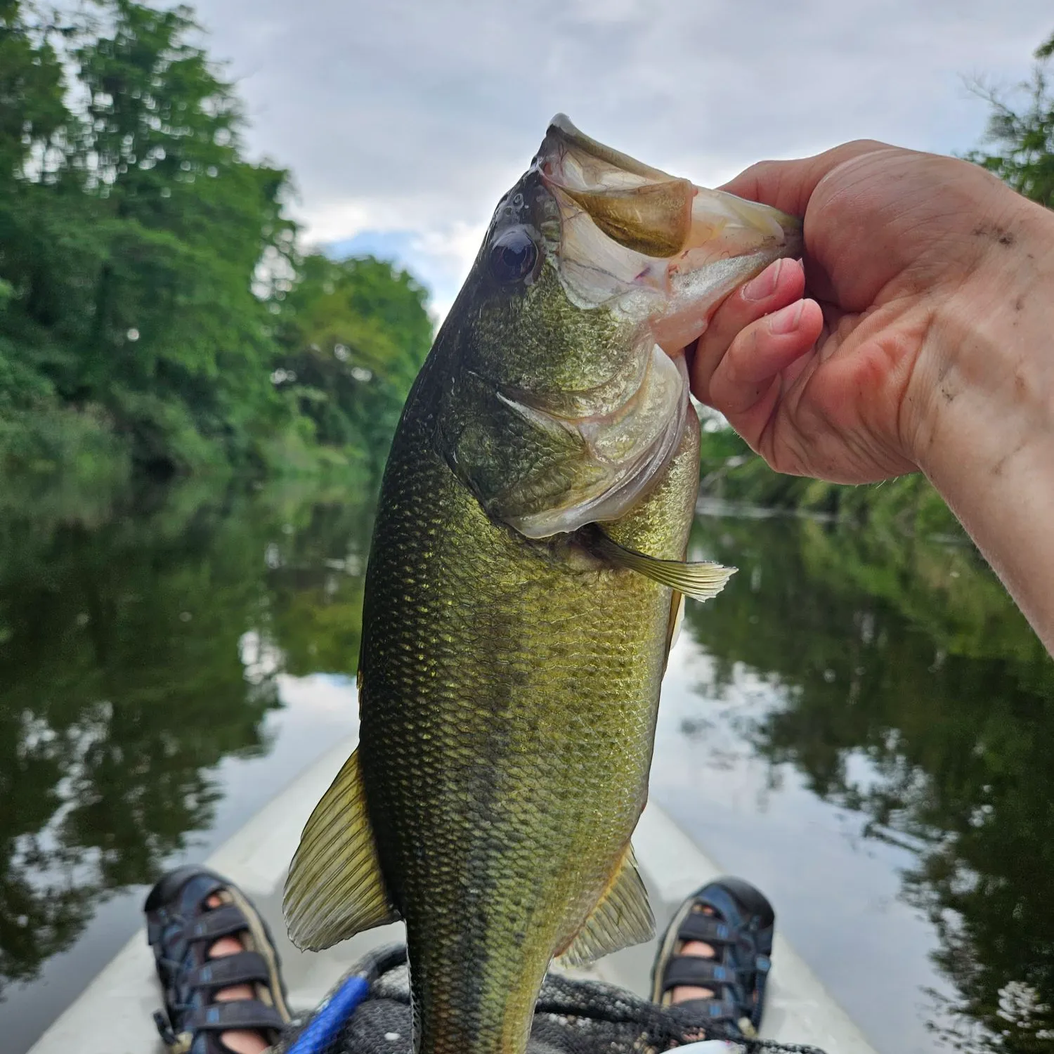 ᐅ Hennepin Canal fishing reports🎣• East Moline, IL (United States) fishing