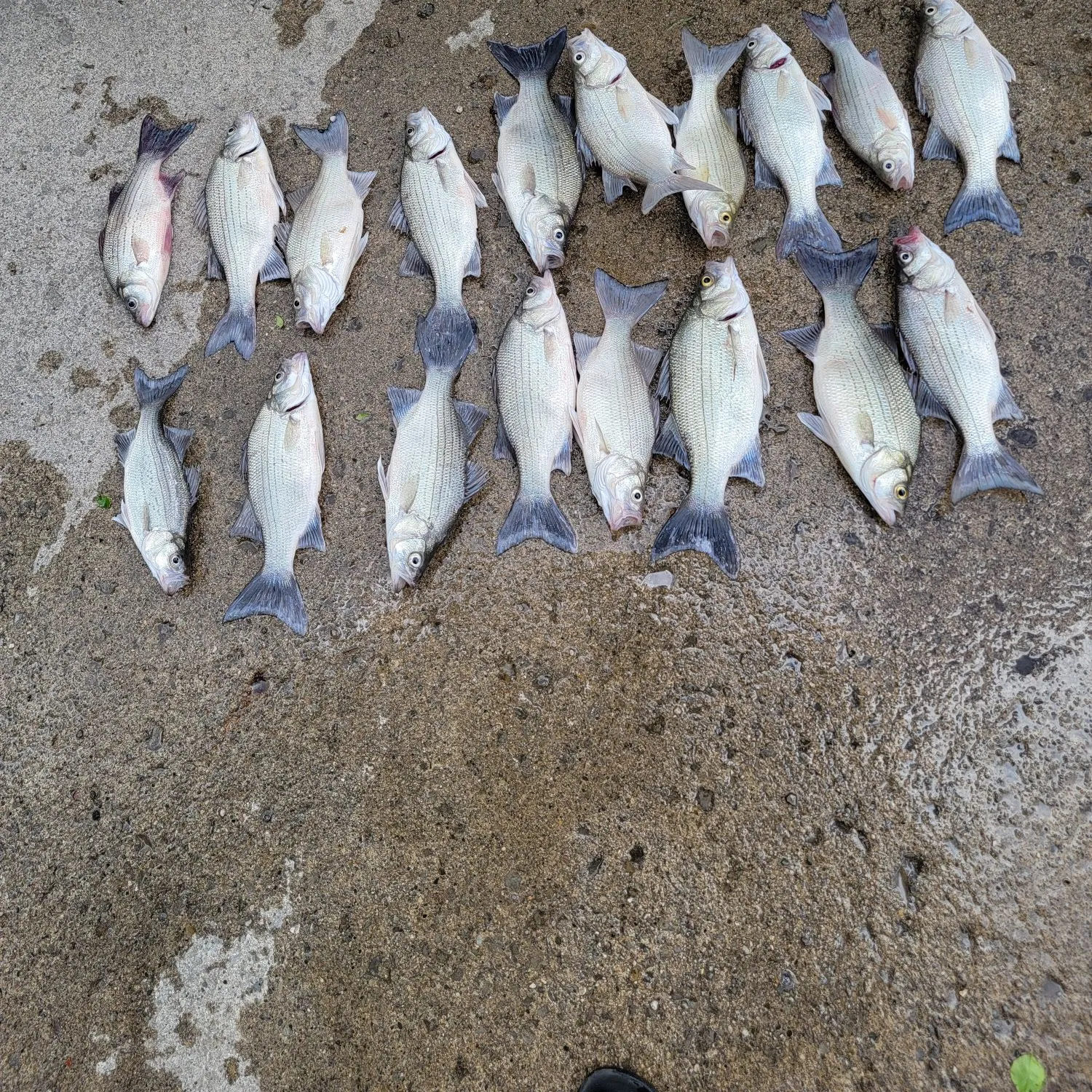 recently logged catches