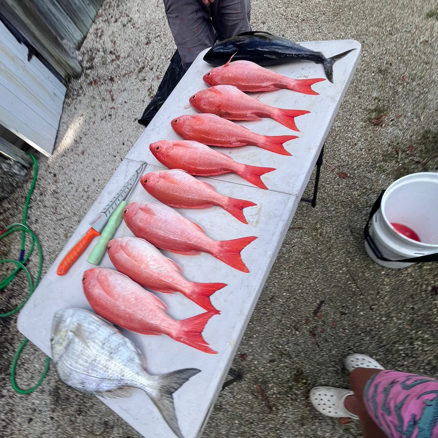 The most popular recent Vermilion snapper catch on Fishbrain