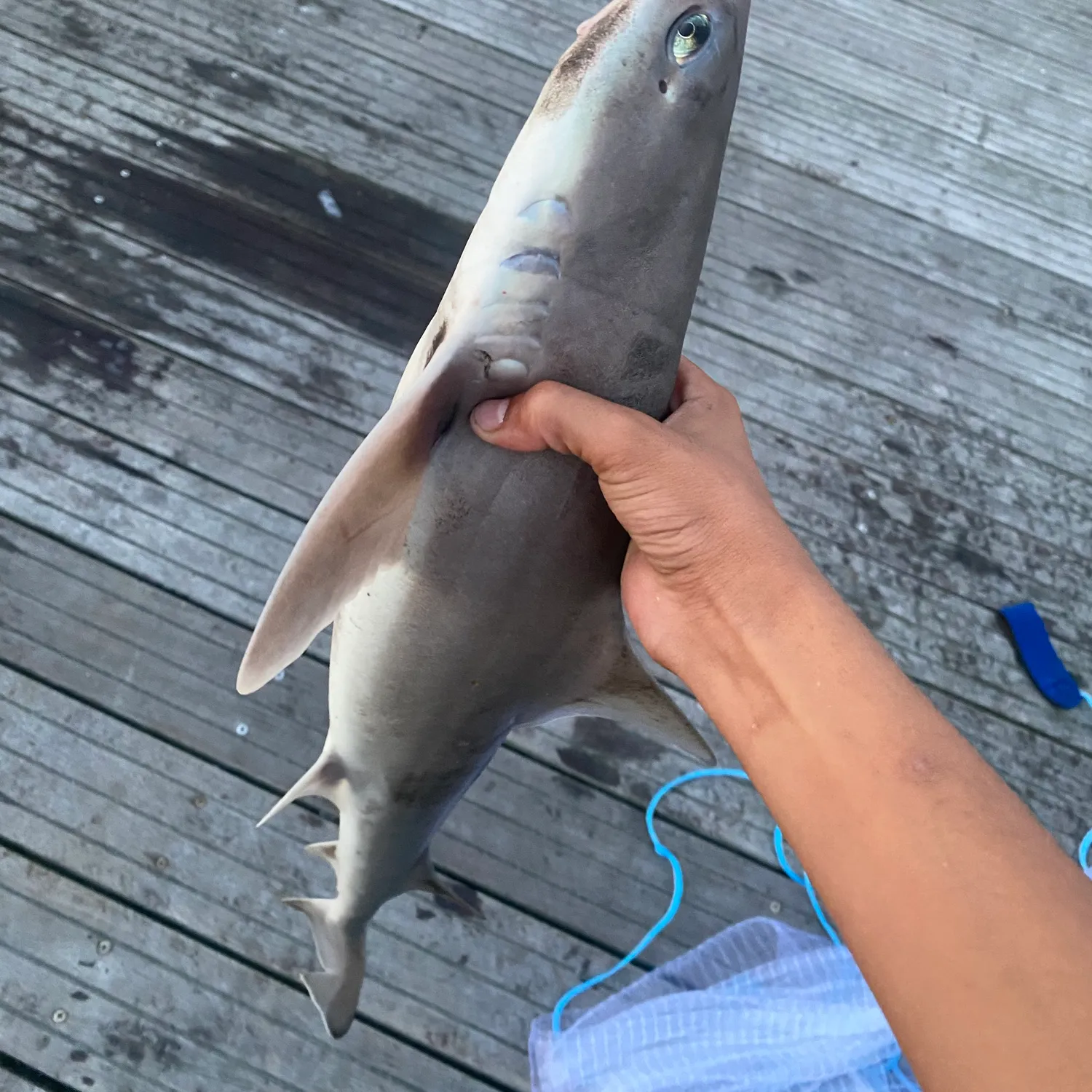 The most popular recent Cuban dogfish catch on Fishbrain