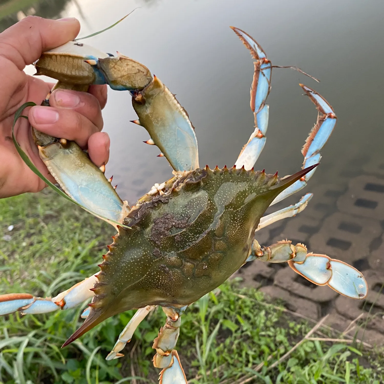 The most popular recent Blue swimmer crab catch on Fishbrain