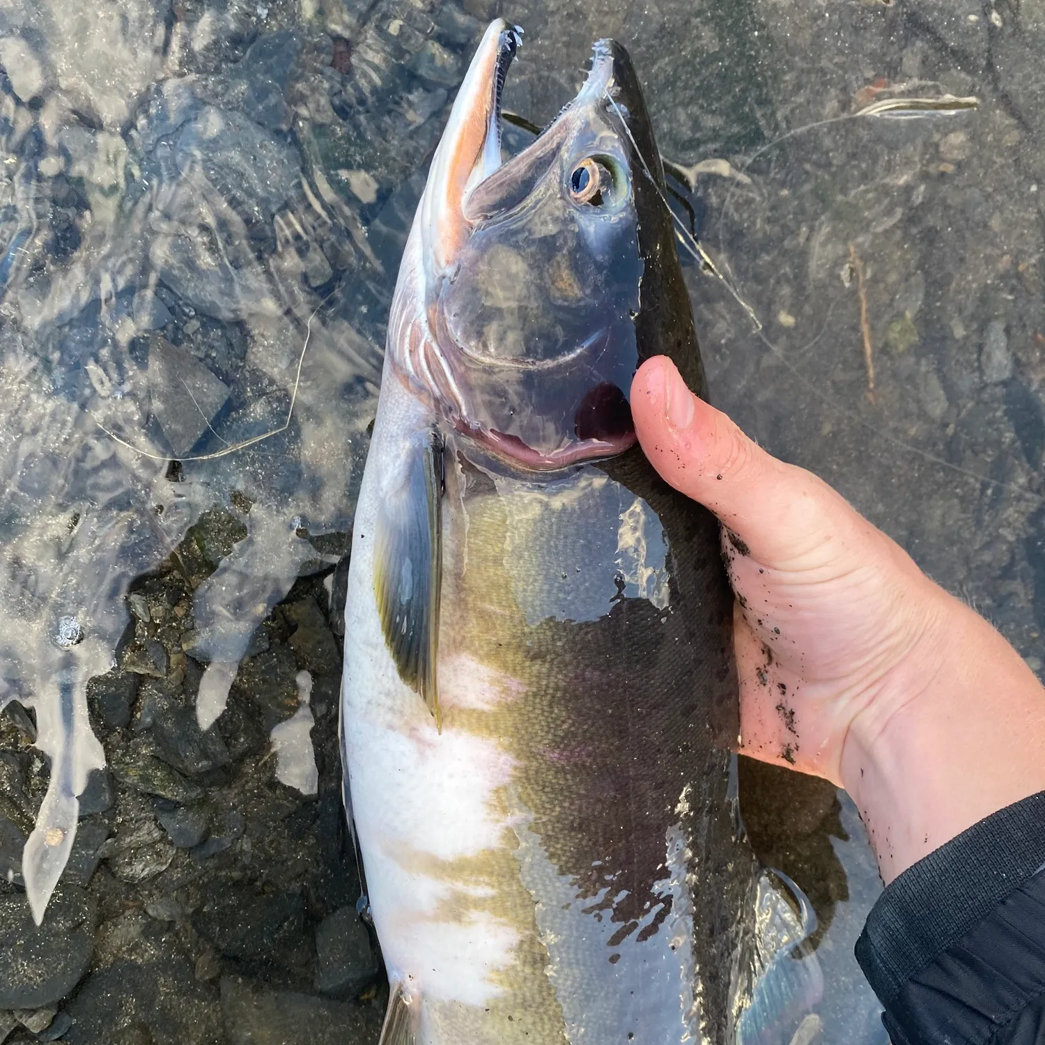 The most popular recent Pink salmon catch on Fishbrain