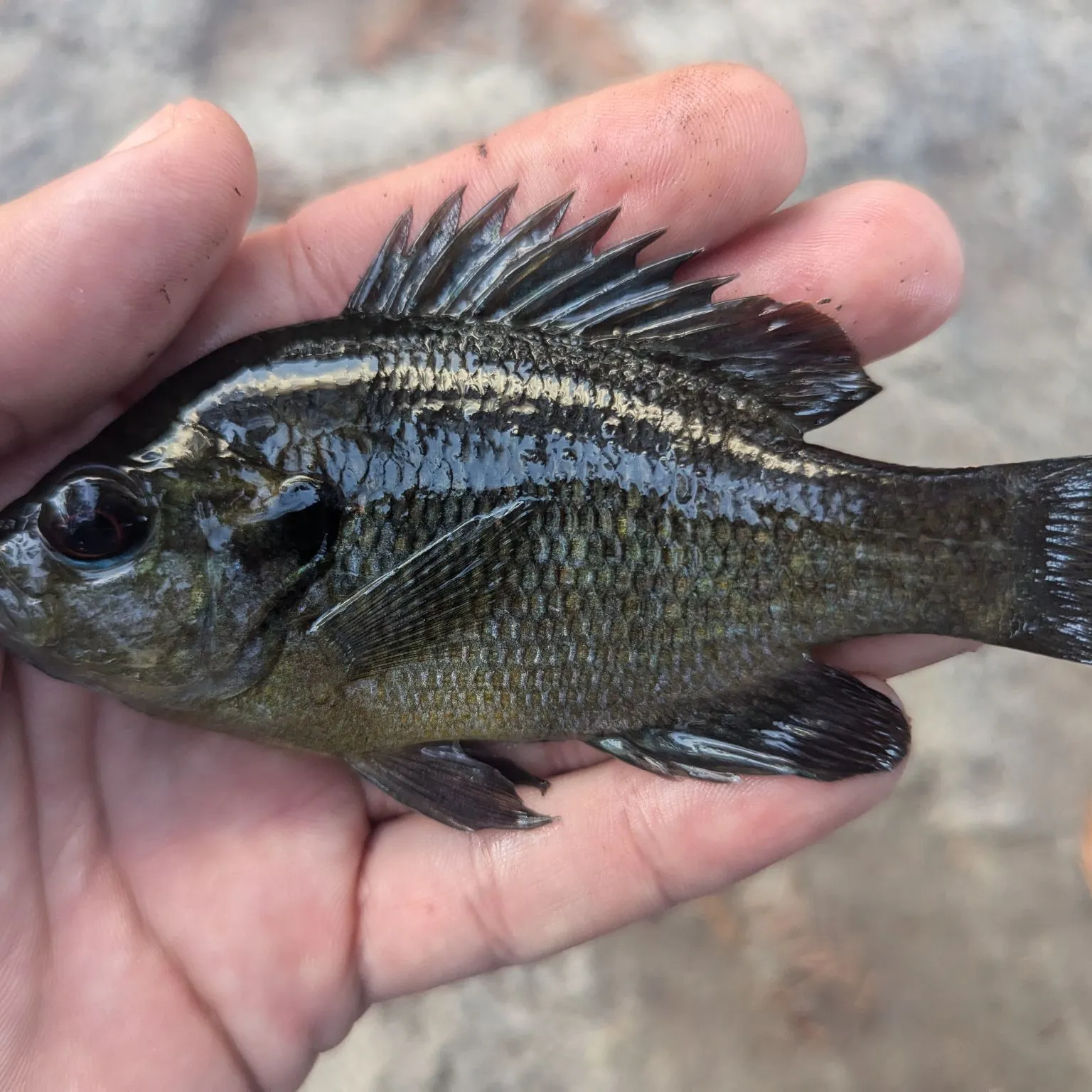 The most popular recent Redspotted sunfish catch on Fishbrain