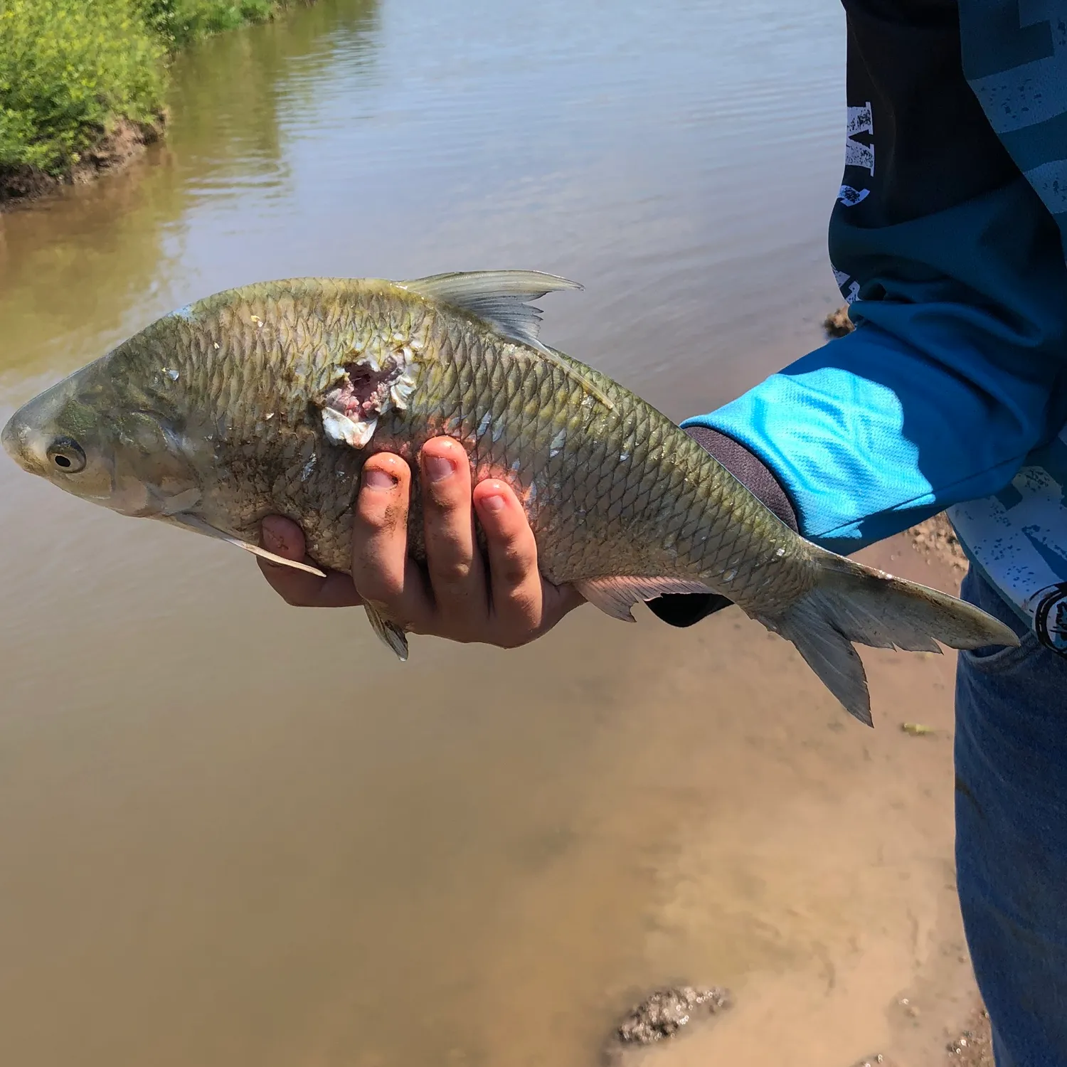 The most popular recent Australian river gizzard shad catch on Fishbrain