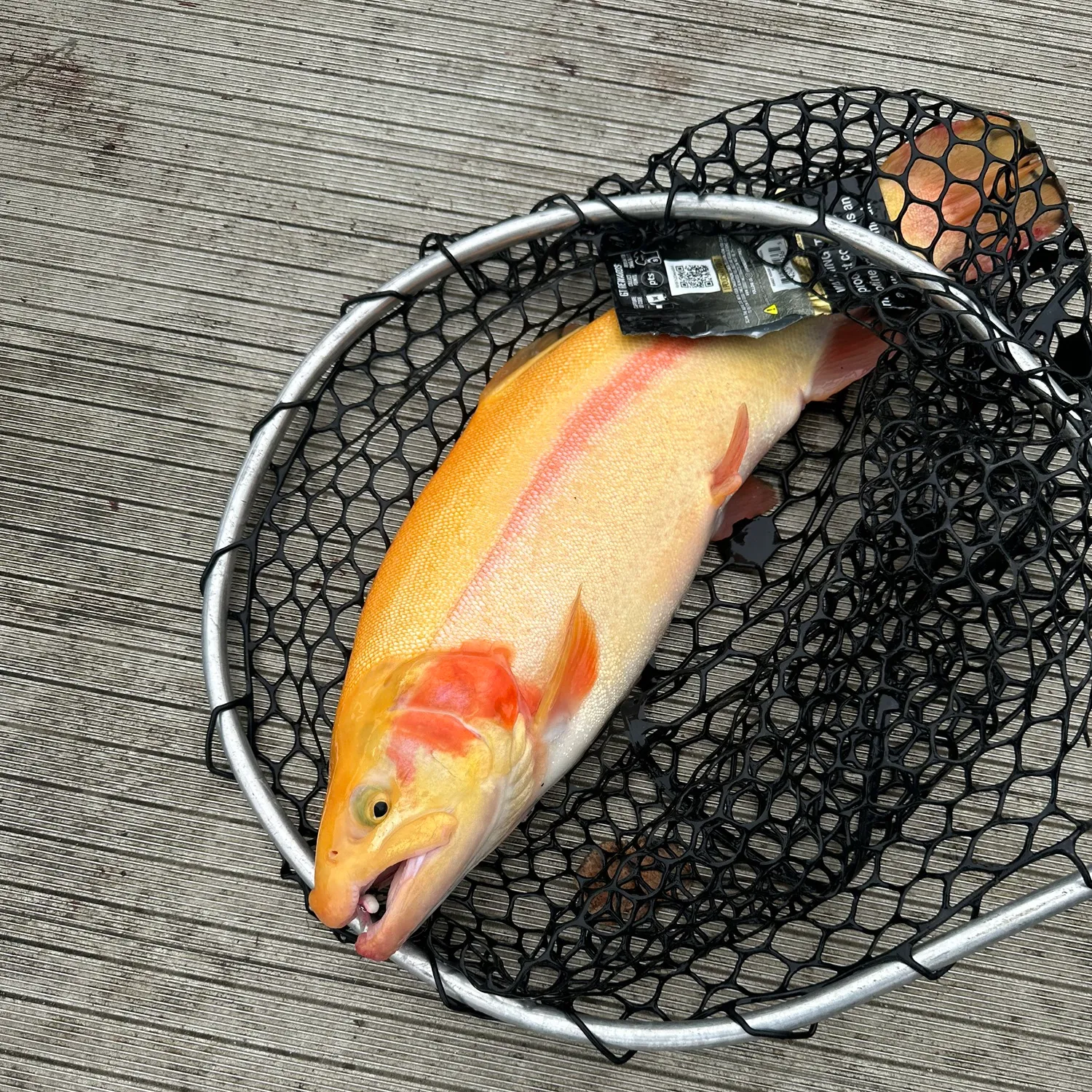 The most popular recent Golden trout catch on Fishbrain