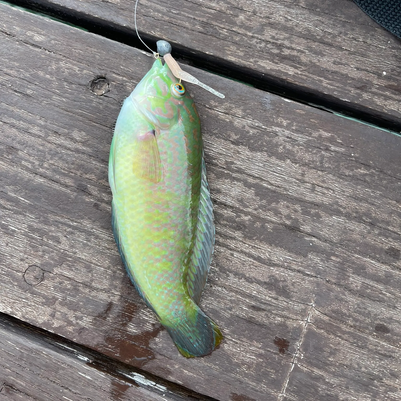 The most popular recent Bubblefin wrasse catch on Fishbrain